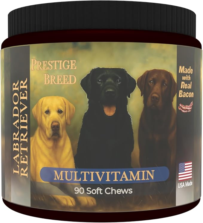 Labrador Retriever