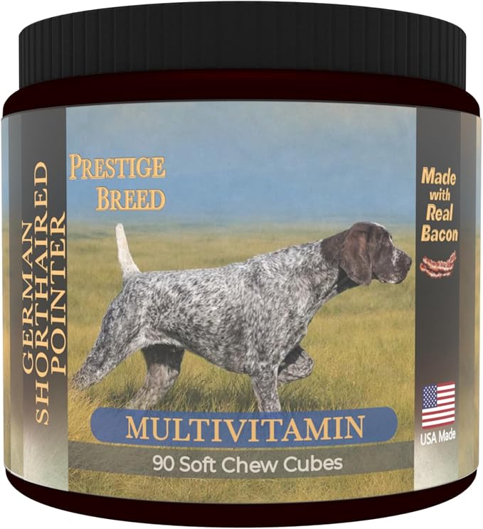 German Shorthaired Pointer