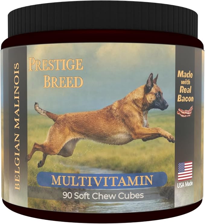 Belgian Malinois