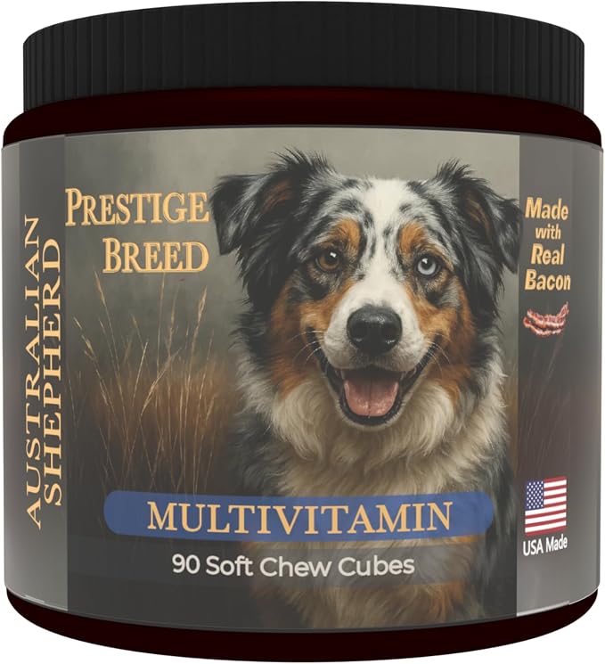 Australian Shepherd