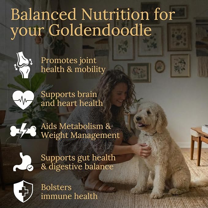 Goldendoodle