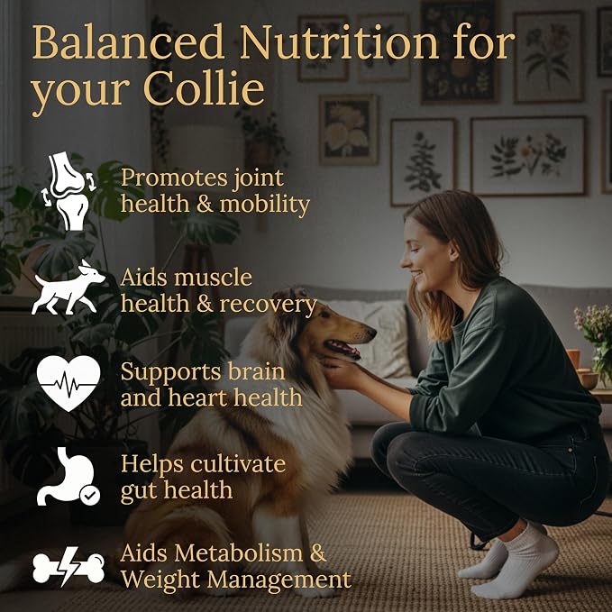 Collie