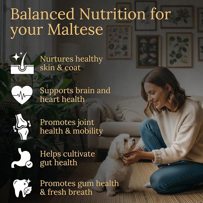 Maltese