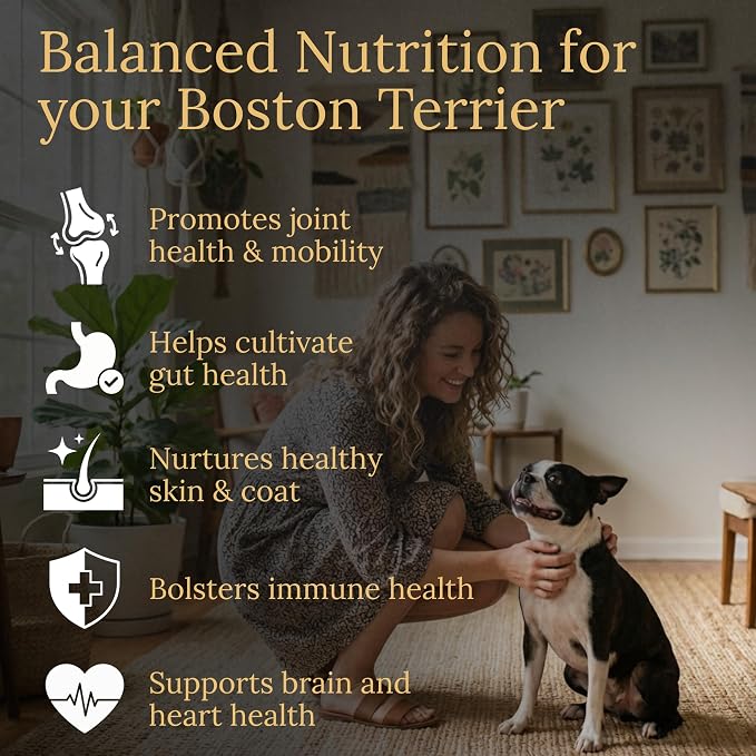 Boston Terrier
